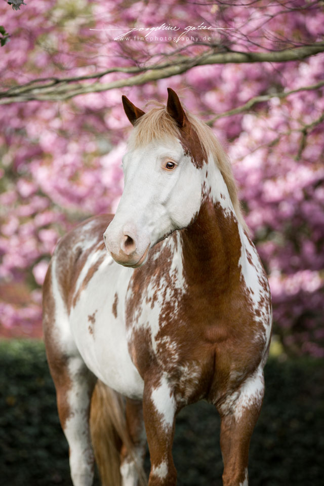 Paint Horse @Fine Photography, Germany